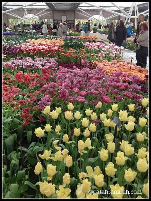 Keukenhof Amsterdam