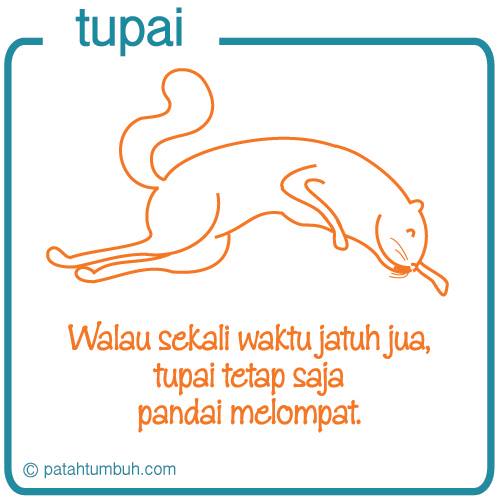 Tupai