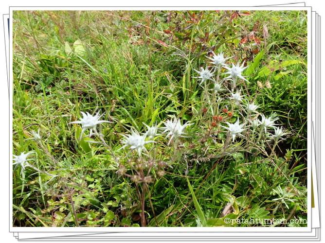 Edelweiss - Bhutan