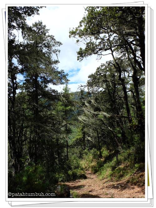 Hutan Pinus - Bhutan