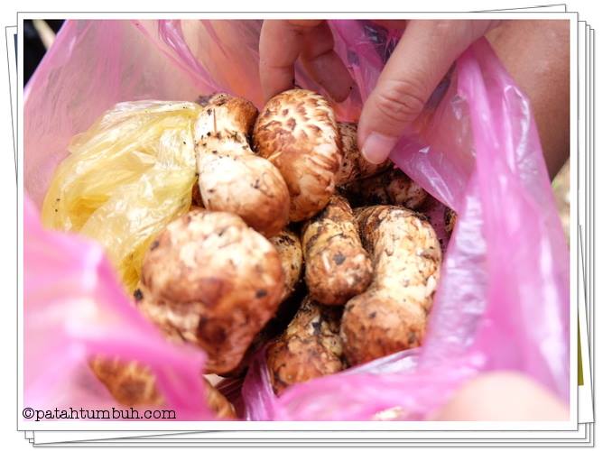 Jamur Matsutake - Bhutan