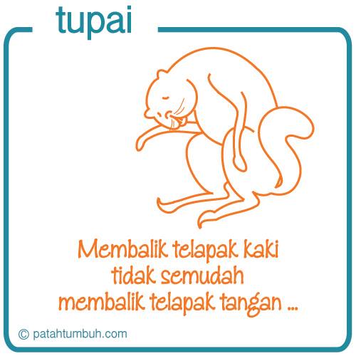 Tupai 90