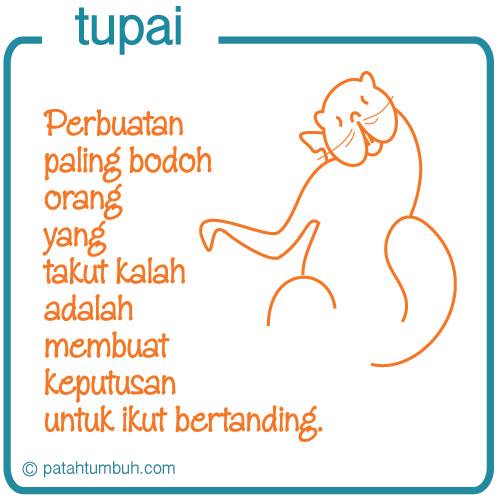 Tupai 36