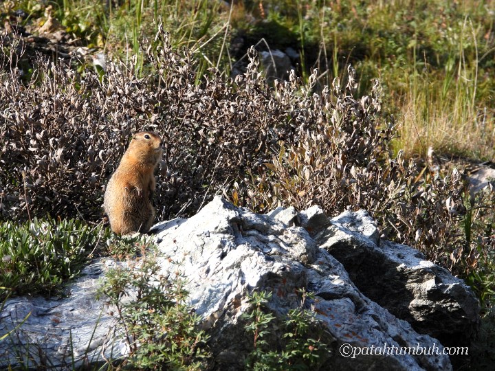 Arctic Ground Squirrel