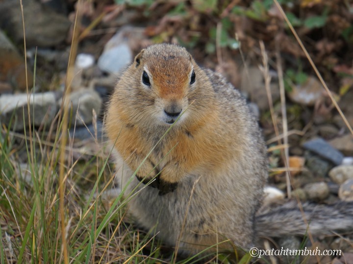 Arctic Ground Squirrel