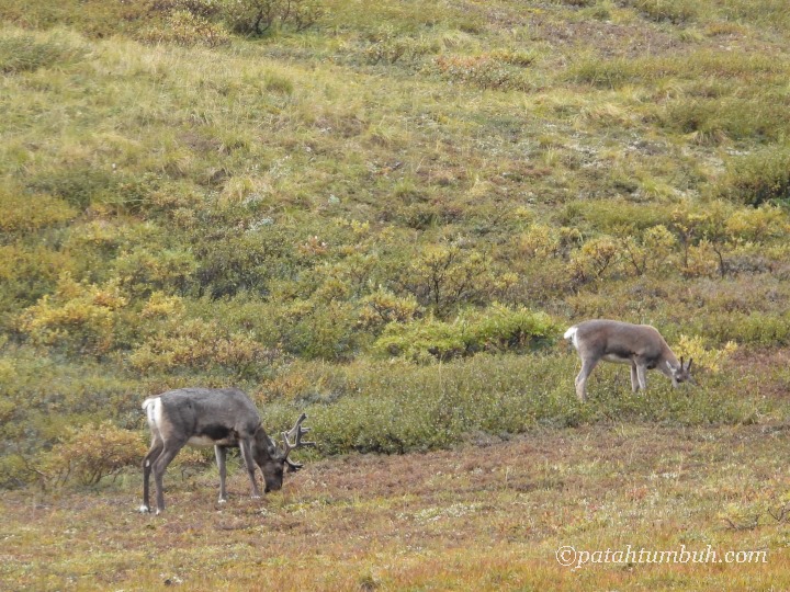 Caribous