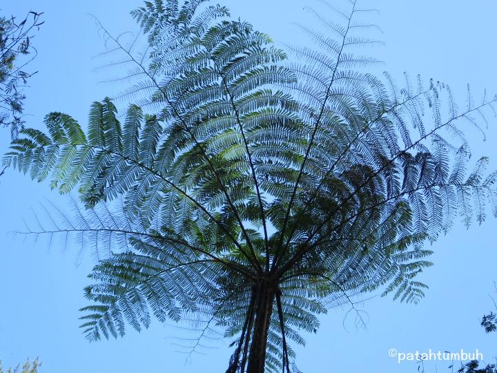 Cyathea