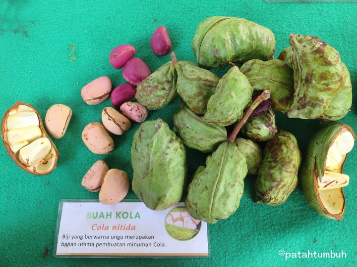 Kola Nut