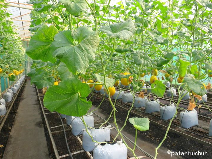 Melon Nursery