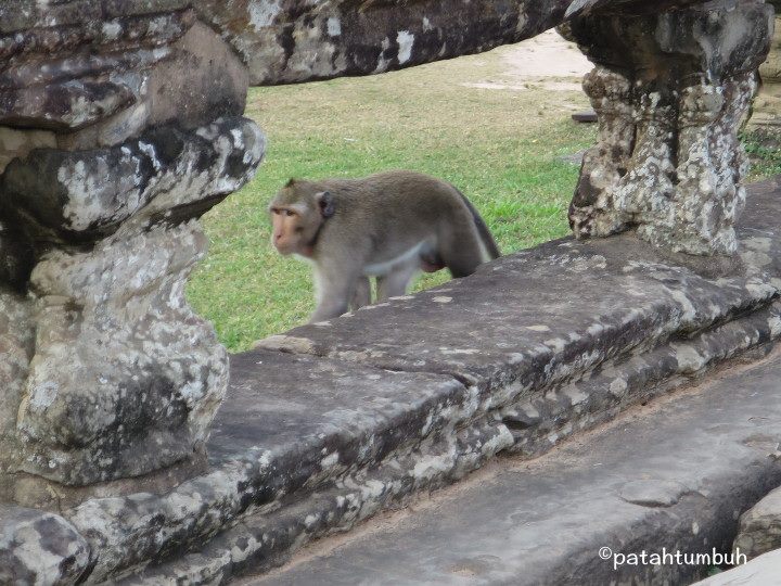 Monyet Ekor Panjang