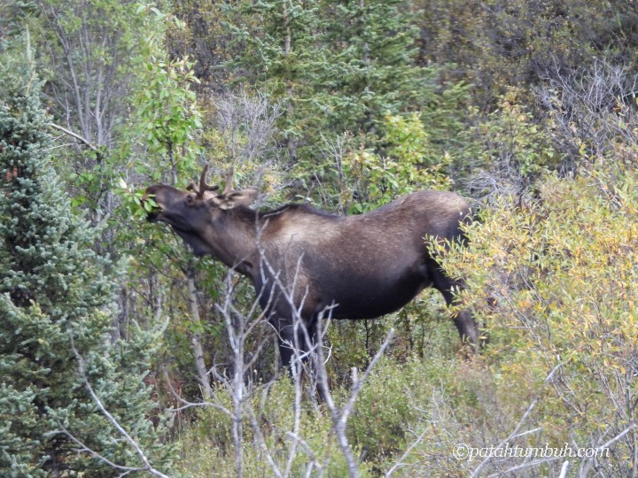 Moose