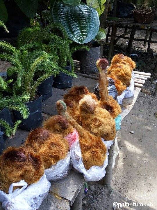 Pakis Ayam Emas