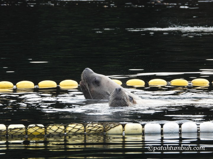 Sea Lion