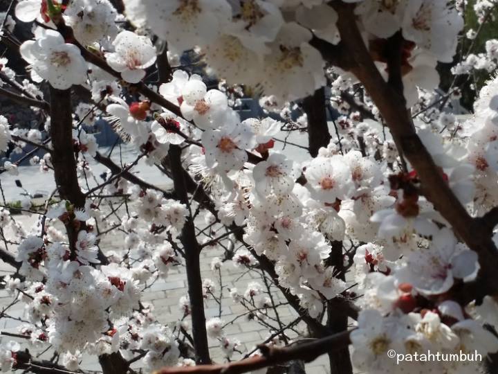 Apricot Blossoms