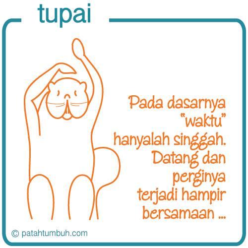 tupai101