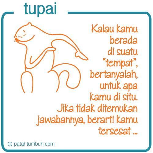 Tupai95