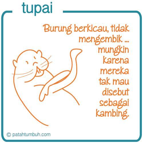 Tupai 40