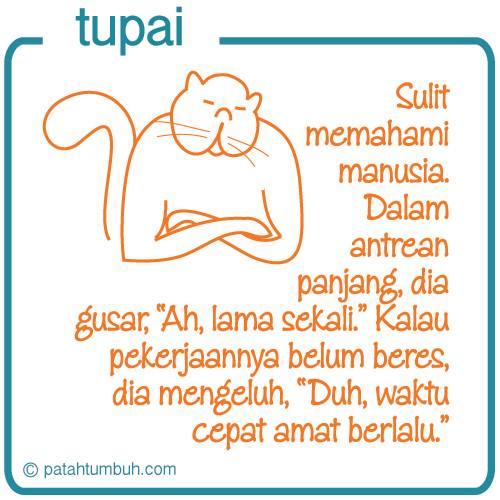 Tupai 11