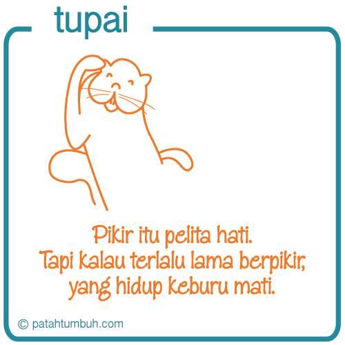 Tupai 62