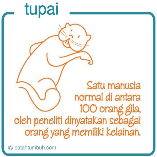 Tupai 78