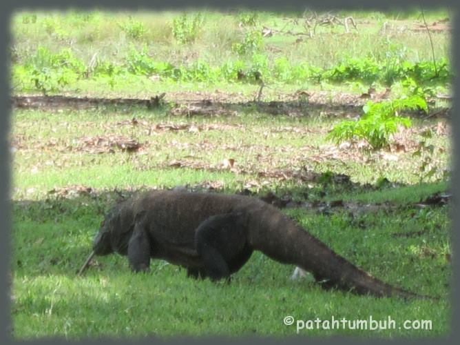 Yang Istimewa: Komodo