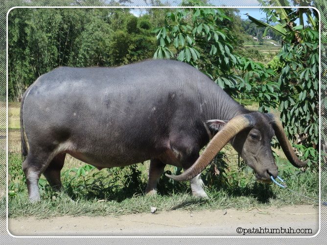 Toraja: Hidup untuk Leluhur - I