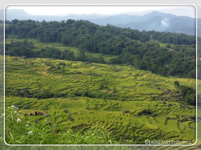 Toraja: Tanah di Atas Awan – V