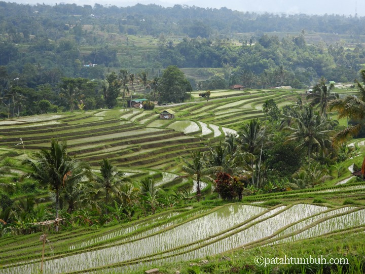 Travel Bali – Jatiluwih, Kebun Raya Bali, Munduk